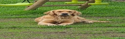 Golden Retriever dogs for sale: KC GOLDEN RETRIEVER PUPPIES HEALTH TESTED PARENTS - Advert 3