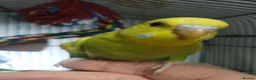 Budgerigars birds for sale: Outstanding pet baby budgies priced from £25 - Advert 11