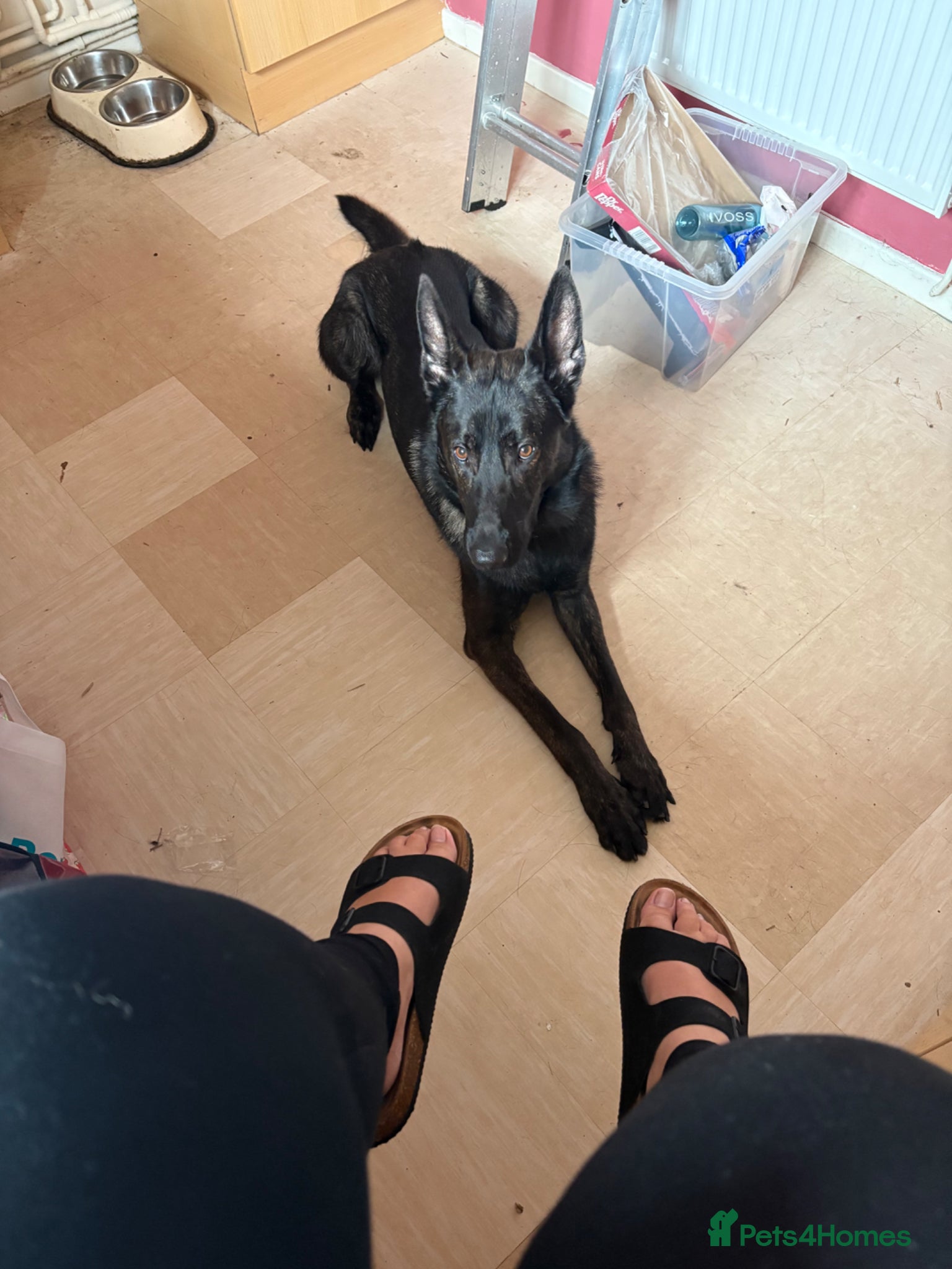 Belgian Shepherd Dog dogs Belgian shepherd Male nearly 2 years old  - Advert 1