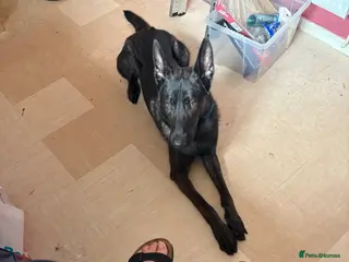 Belgian Shepherd Dog dogs Belgian shepherd Male nearly 2 years old - Advert 1