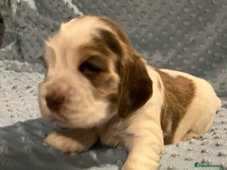 Cocker Spaniel dogs - Advert 20