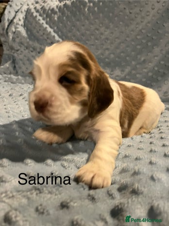 Cocker Spaniel dogs - Advert 1