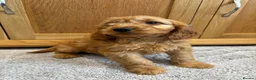 Cockapoo dogs for sale: Cockapoo Puppies LAST GIRL   FULLY VACCINATED  - Advert 18