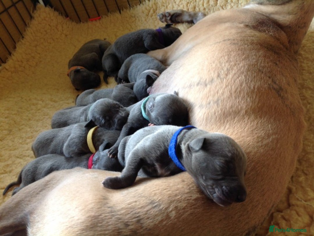 Whippet dogs for stud: BLUE PEDIGREE KC REGISTERED WHIPPET AT STUD in Salisbury - Image 17
