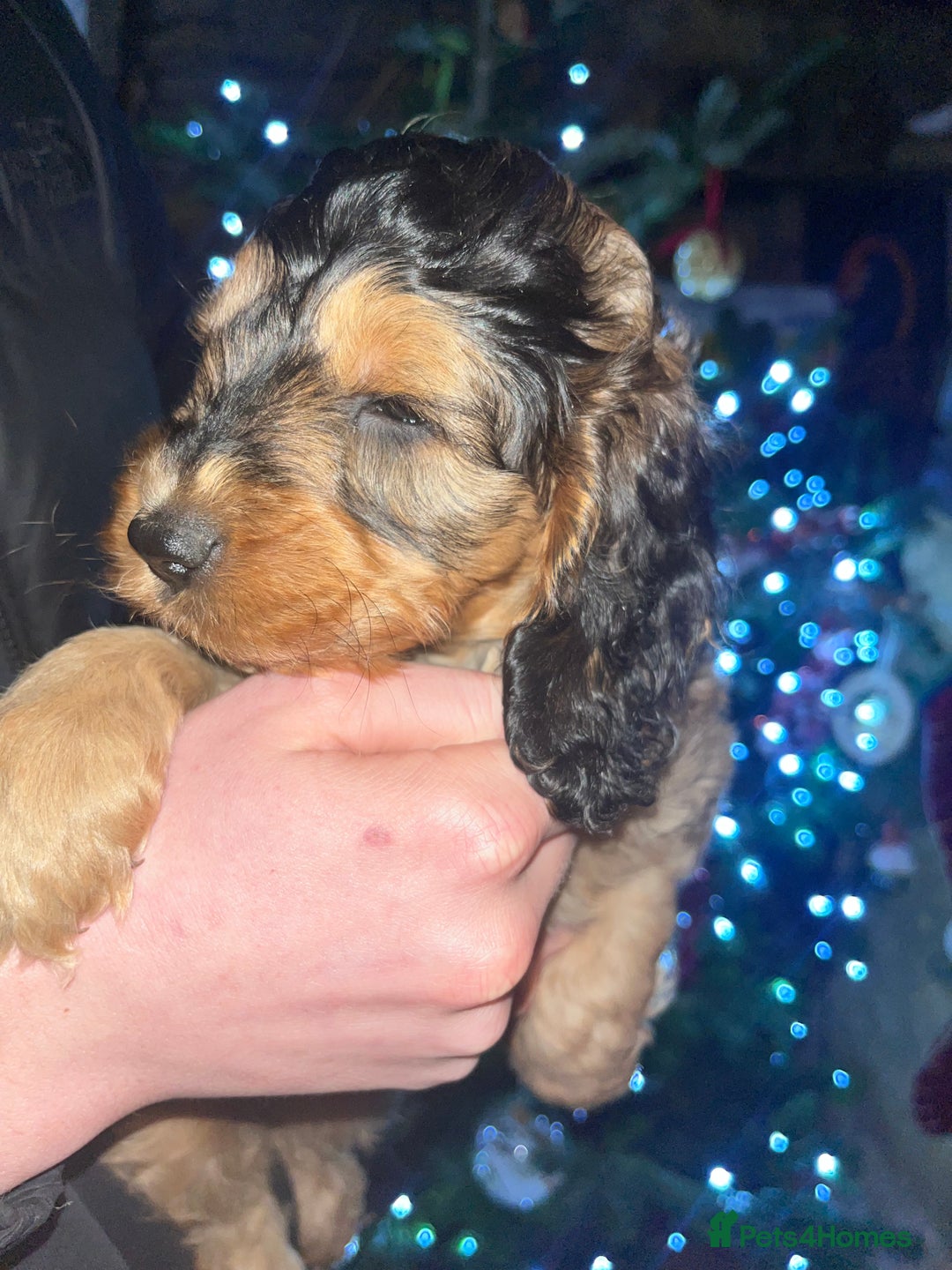 Australian Labradoodle dogs for sale: Gorgeous Australian Labradoodle Puppies  - Advert 30