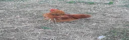 Chickens poultry for sale: Pekin bantam Cockerel in King's Lynn - Advert 1