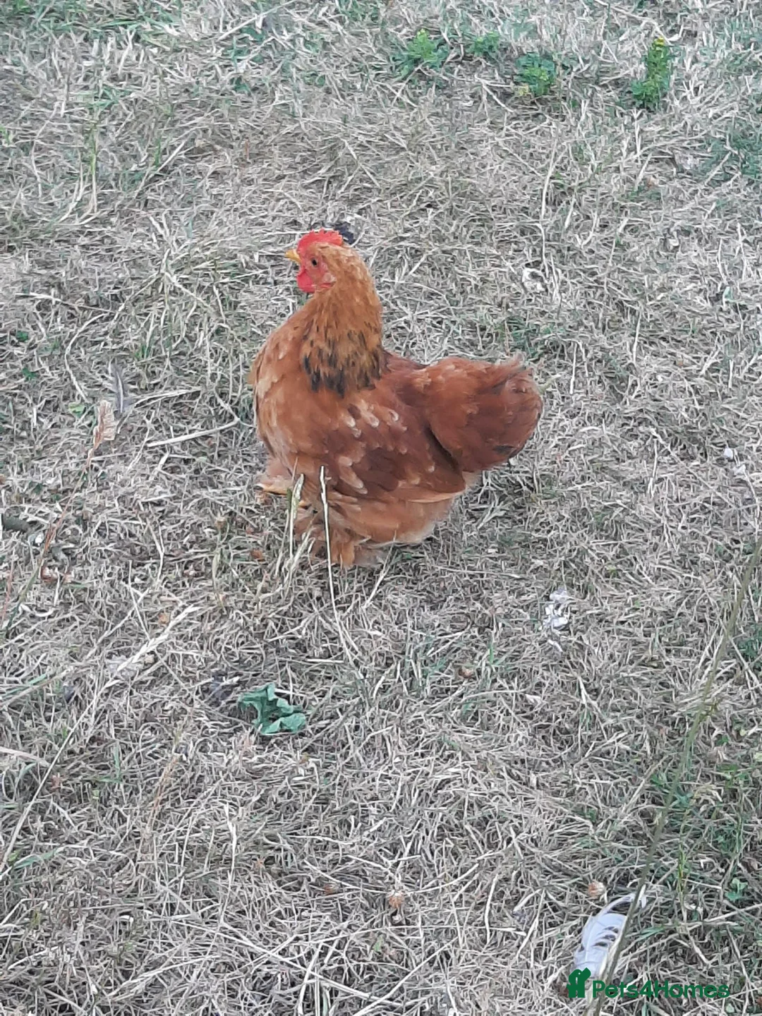 Chickens poultry for sale: Pekin bantam Cockerel in King's Lynn - Advert 1