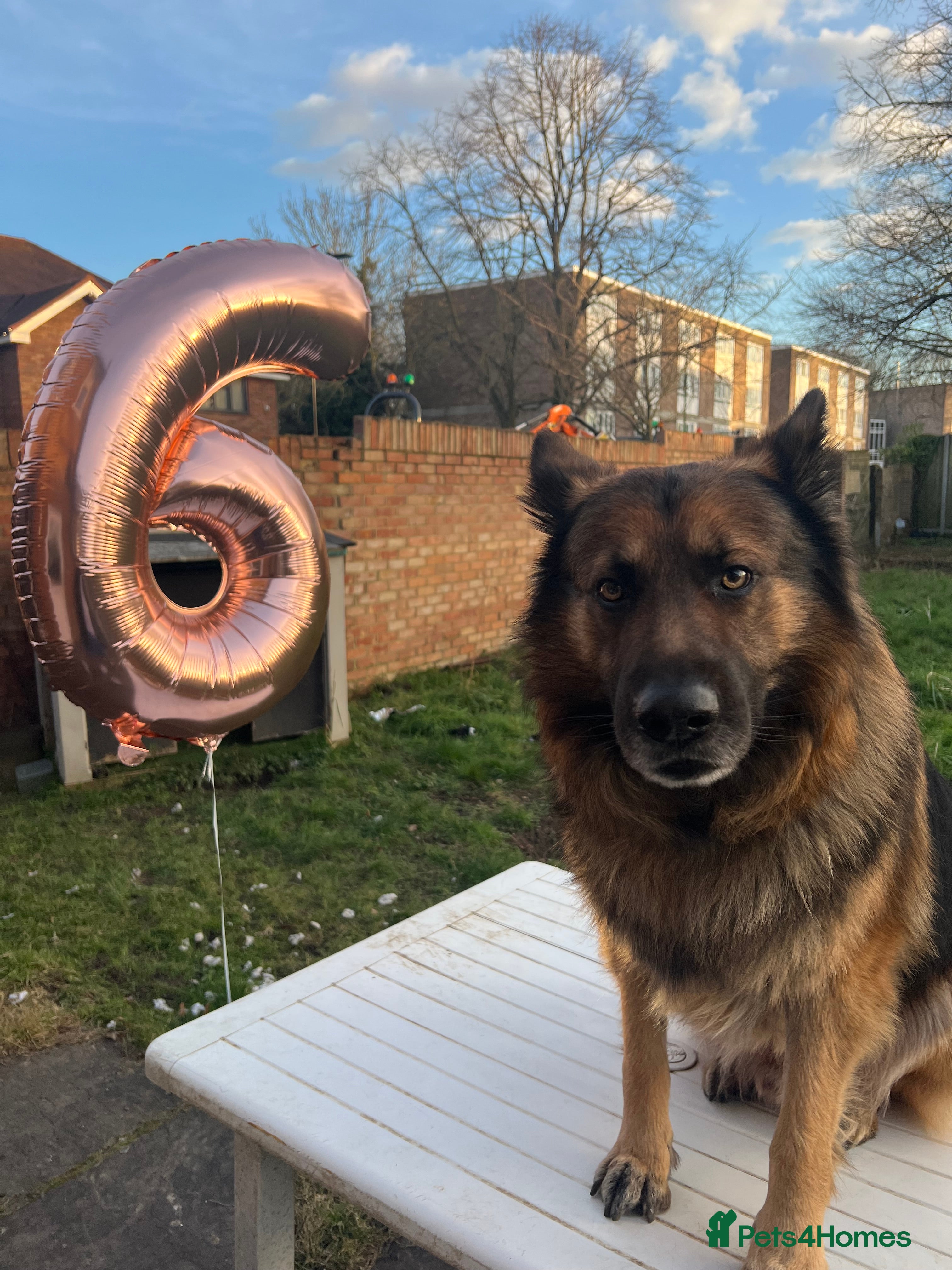 German Shepherd dogs Zeus available for Stud - Advert 1