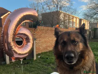 German Shepherd dogs Zeus available for Stud - Advert 11