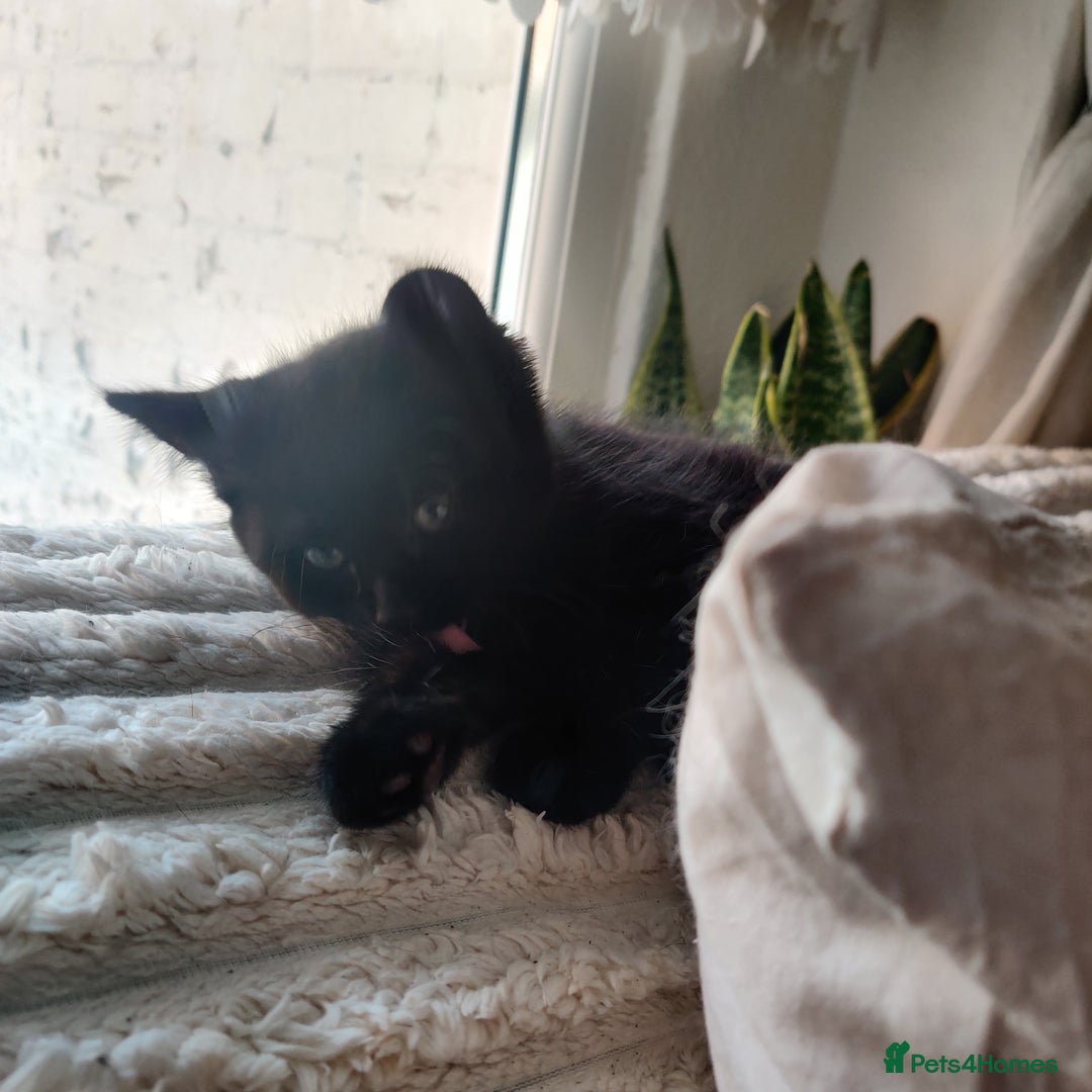Domestic Shorthair cats for sale: Przecudowne dziewczynki - Advert 2