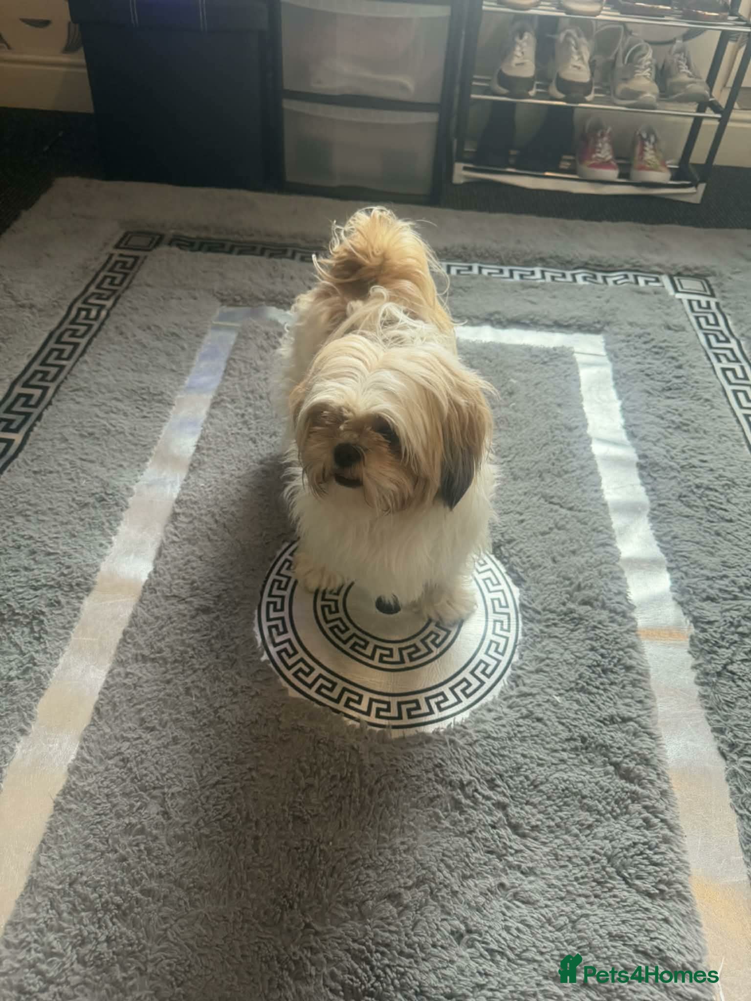 Shih Tzu dogs 2 female shihztu mother and puppy  - Advert 1