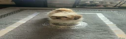 Shih Tzu dogs for sale: 2 female shihztu mother and puppy  in Nelson - Advert 1