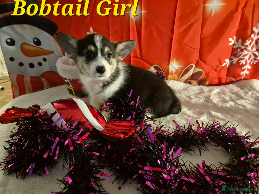 Welsh Corgi Pembroke dogs for sale: Kc reg Serbian lined bob & longtail - Advert 16