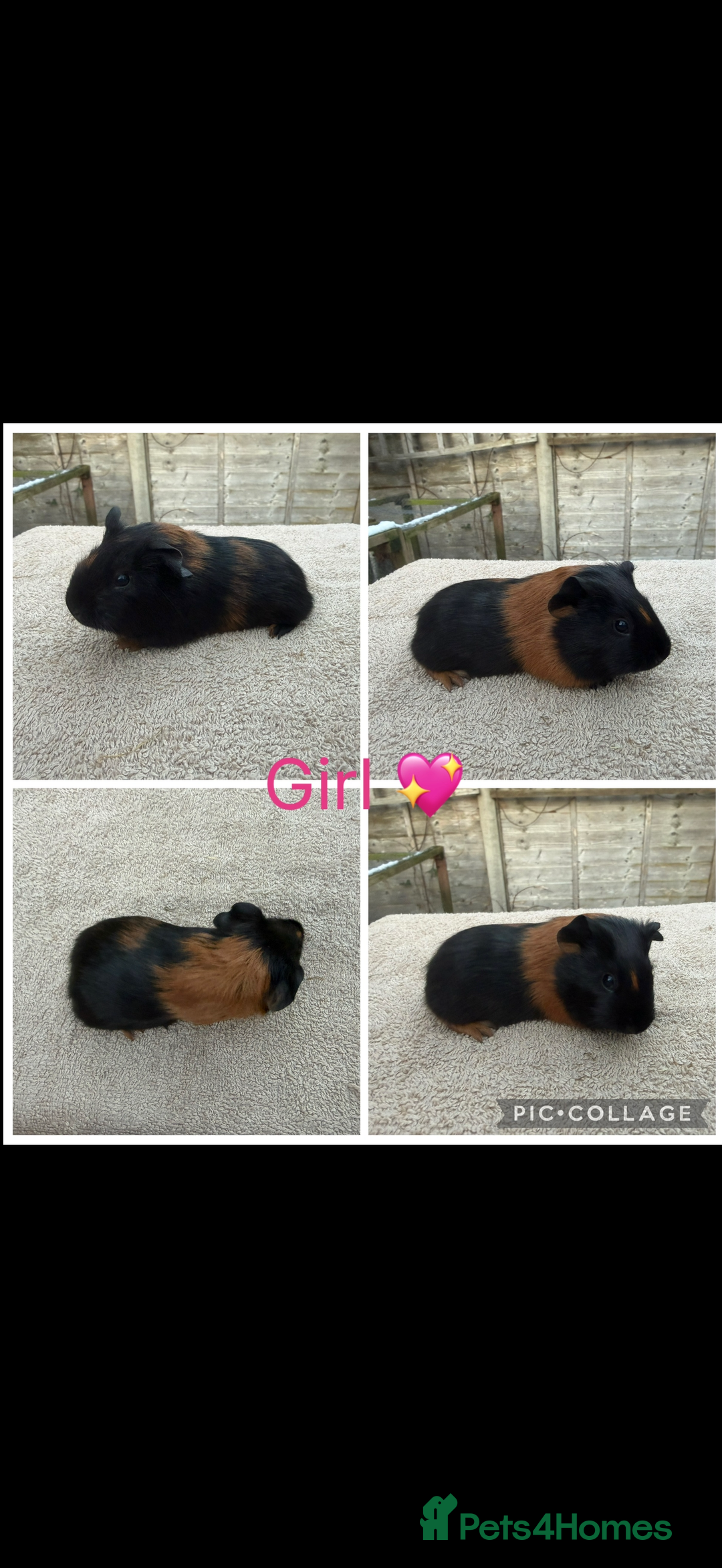 Guinea Pig rodents for sale: Male & Female Guinea pigs 👀 for new laps 🥰 - Advert 18