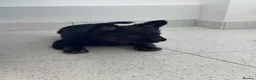 French Bulldog dogs for sale: Furbabys  - Advert 9