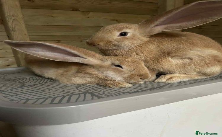Continental Giant rabbits - Advert 16