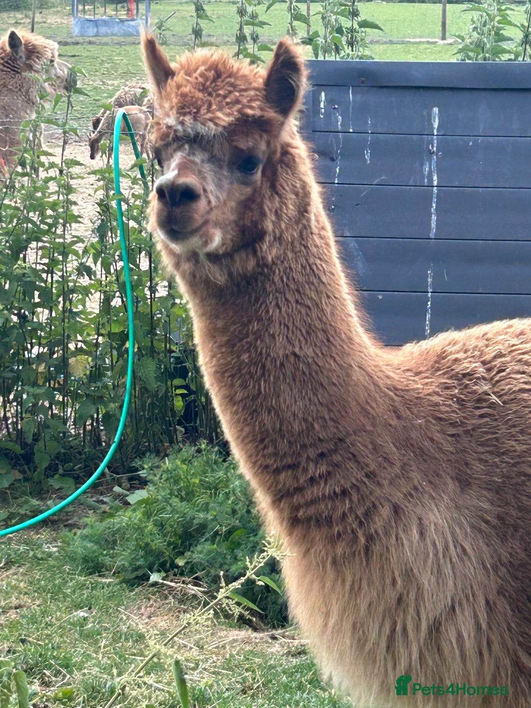 Alpaca livestock for sale: Herd of mixed Alpacs - Image 4