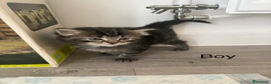 Mixed Breed Kitten 3