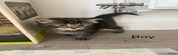 Mixed Breed cats for sale: Siberian x Ragdoll - Advert 4