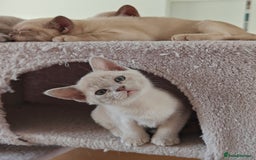 Burmese cats for sale: Lilac girl and chocolate boy - Advert 3