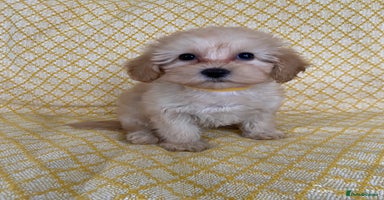 Maltipoo dogs - Advert 4