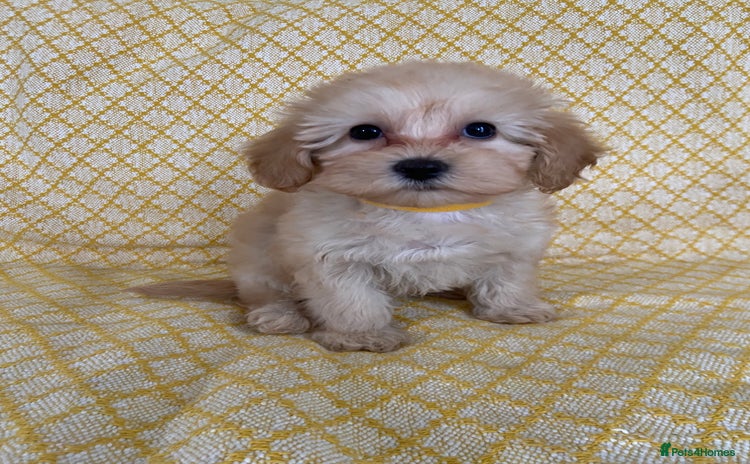 Maltipoo dogs - Advert 3