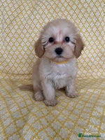 Maltipoo dogs - Advert 4