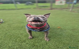 Staffordshire Bull Terrier dogs for adoption: BRANDY - 7 year old male Blue staffie - Image 5