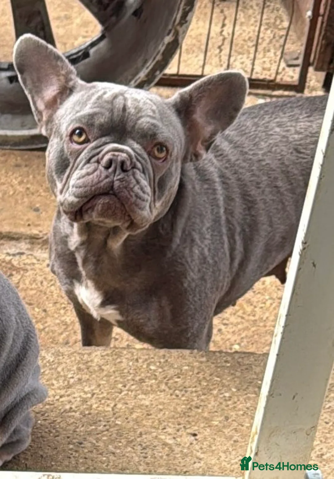 French Bulldog dogs for sale: £800!! French Bulldog  - Advert 2