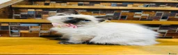 Ragdoll cats for sale:  🌸 GCCF/TICA Registered Pedigree Ragdoll Kittens  - Advert 16