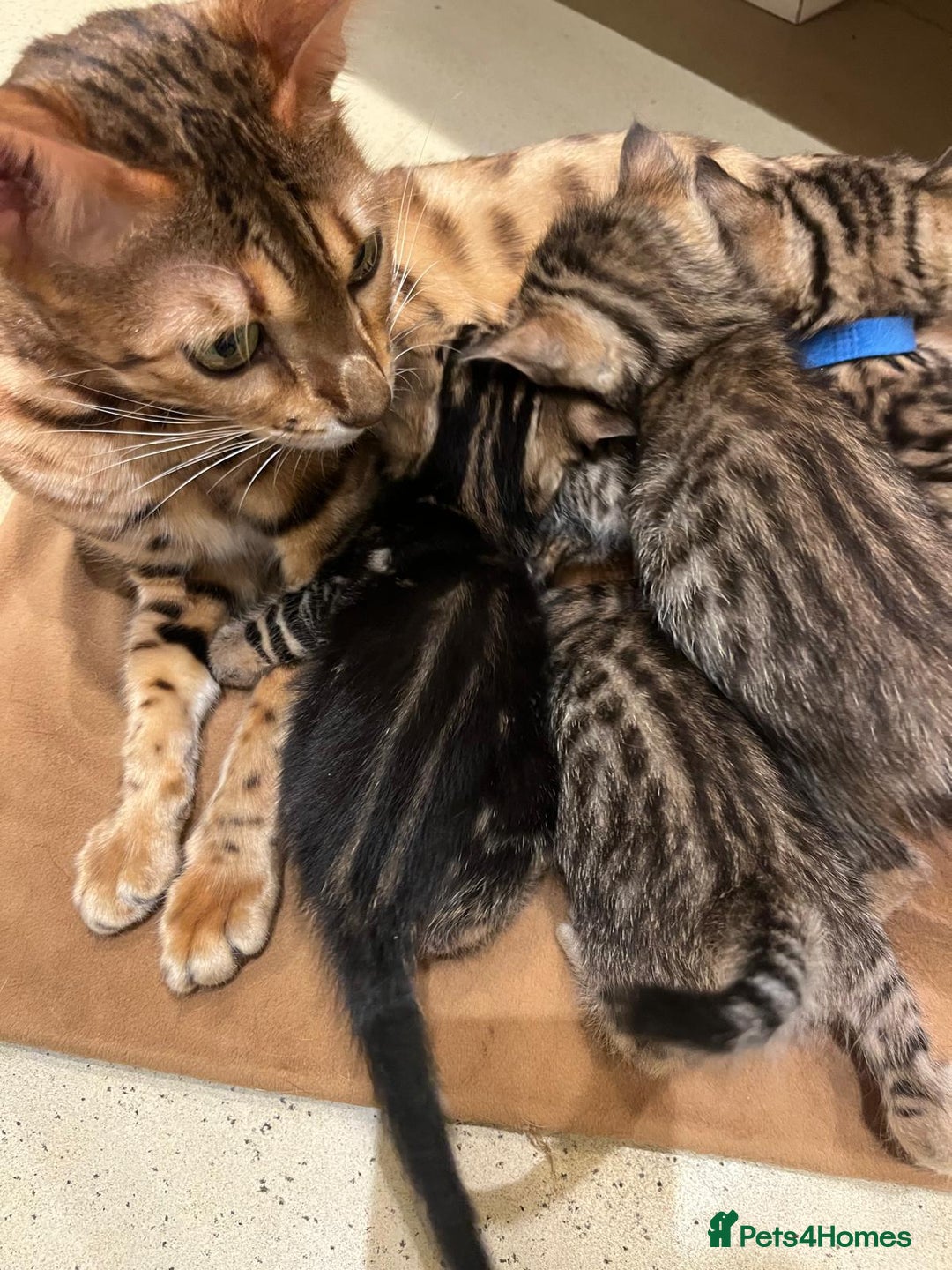 Bengal cats for sale: BEAUTIFUL BENGAL CROSS KITTENS-TWO GIRLS LEFT  - Advert 9