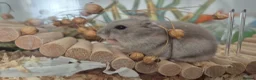 Hamster rodents for sale: Baby Sapphire winter white male hamster - Advert 3