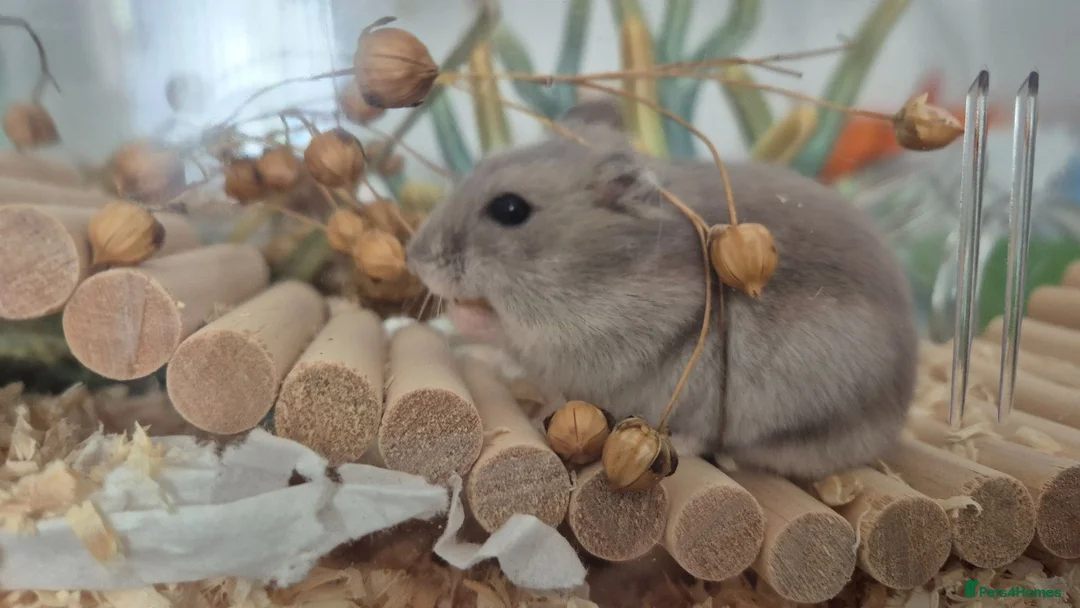 Hamster rodents for sale: Baby Sapphire winter white male hamster - Advert 3