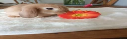 Mini Lop rabbits for sale: Beautiful mini lops - Advert 11