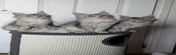 Maine Coon cats for sale: Maine coon kittens ready to leave now - Advert 23