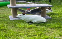 English Spot rabbits for sale: Bonded pair male and female around 4 years - Image 4