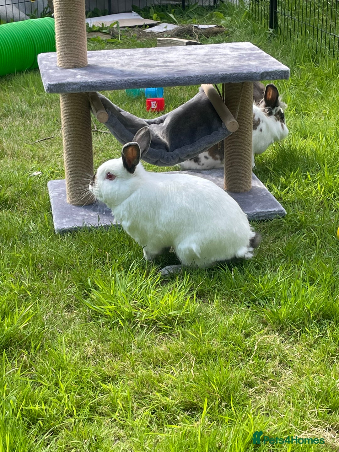 English Spot rabbits for sale: Bonded pair male and female around 4 years - Image 4