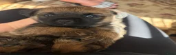 Border Terrier dogs for sale: Border terrier puppies in Consett - Advert 8