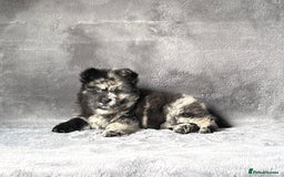 Siberian Husky dogs for sale: Stunning exotic colour chowsky puppies for sale - Image 11