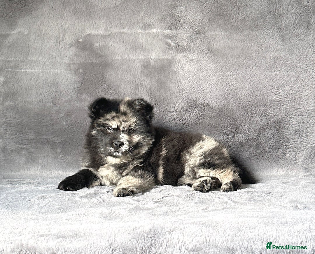 Siberian Husky dogs for sale: Stunning exotic colour chowsky puppies for sale - Image 11