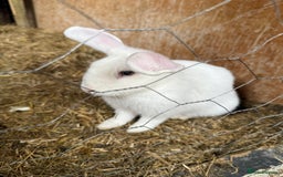 Netherland Dwarf rabbits for sale: Male Netherland dwarf  - Image 1