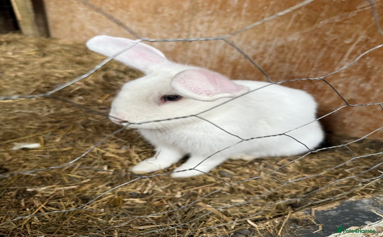 Netherland Dwarf rabbits - Advert 3