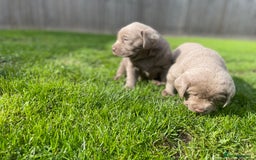 Labrador Retriever dogs for sale: Stunning kc silver Labradors  - Image 16