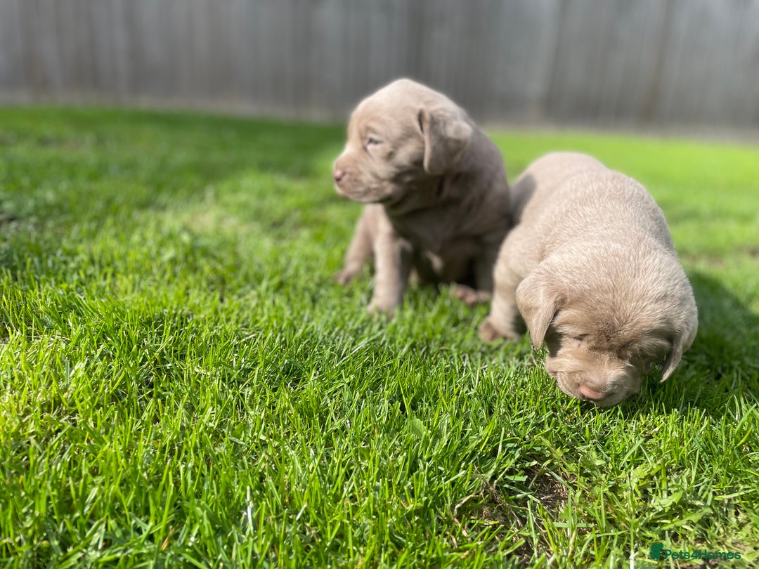 Labrador Retriever dogs for sale: Stunning kc silver Labradors  - Image 16