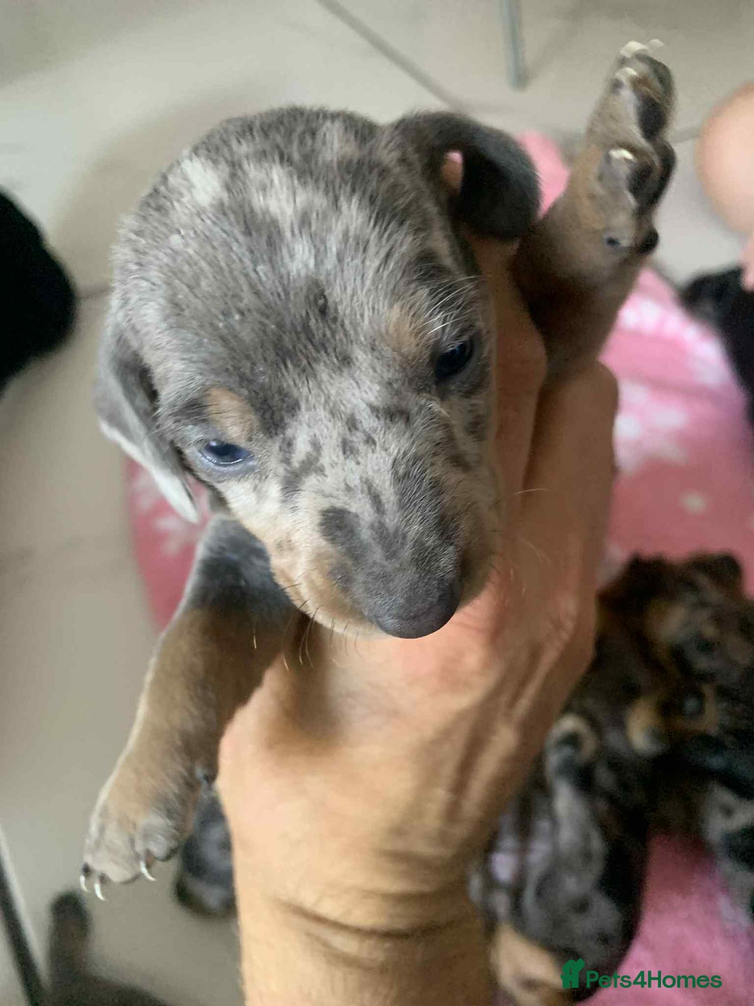 Dachshund dogs for sale: Dashounds  - Image 6