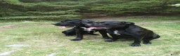 Mixed Breed dogs for sale: Cane Corso - Advert 13