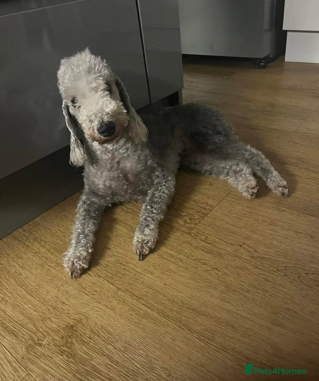 Bedlington Terrier dogs for sale: KC REGISTERED BEDLINGTON TERRIERS - Advert 1