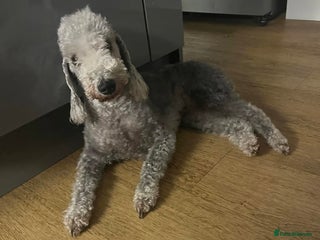 Bedlington Terrier dogs KC REGISTERED BEDLINGTON TERRIERS - Advert 6