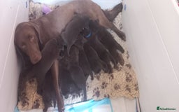 Labrador Retriever dogs for sale: Chunky Chocolate kc reg Labradors  - Image 8