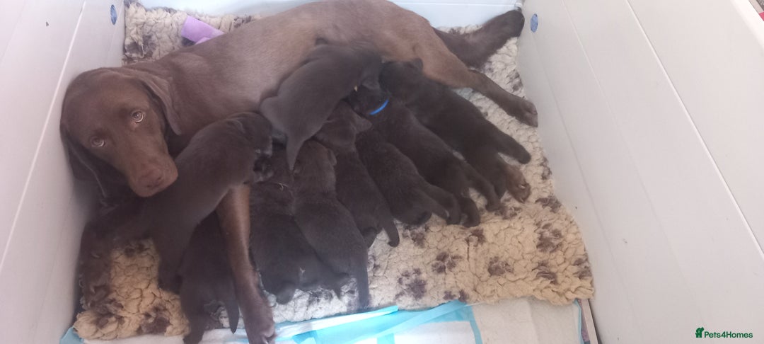 Labrador Retriever dogs for sale: Chunky Chocolate kc reg Labradors  - Image 8